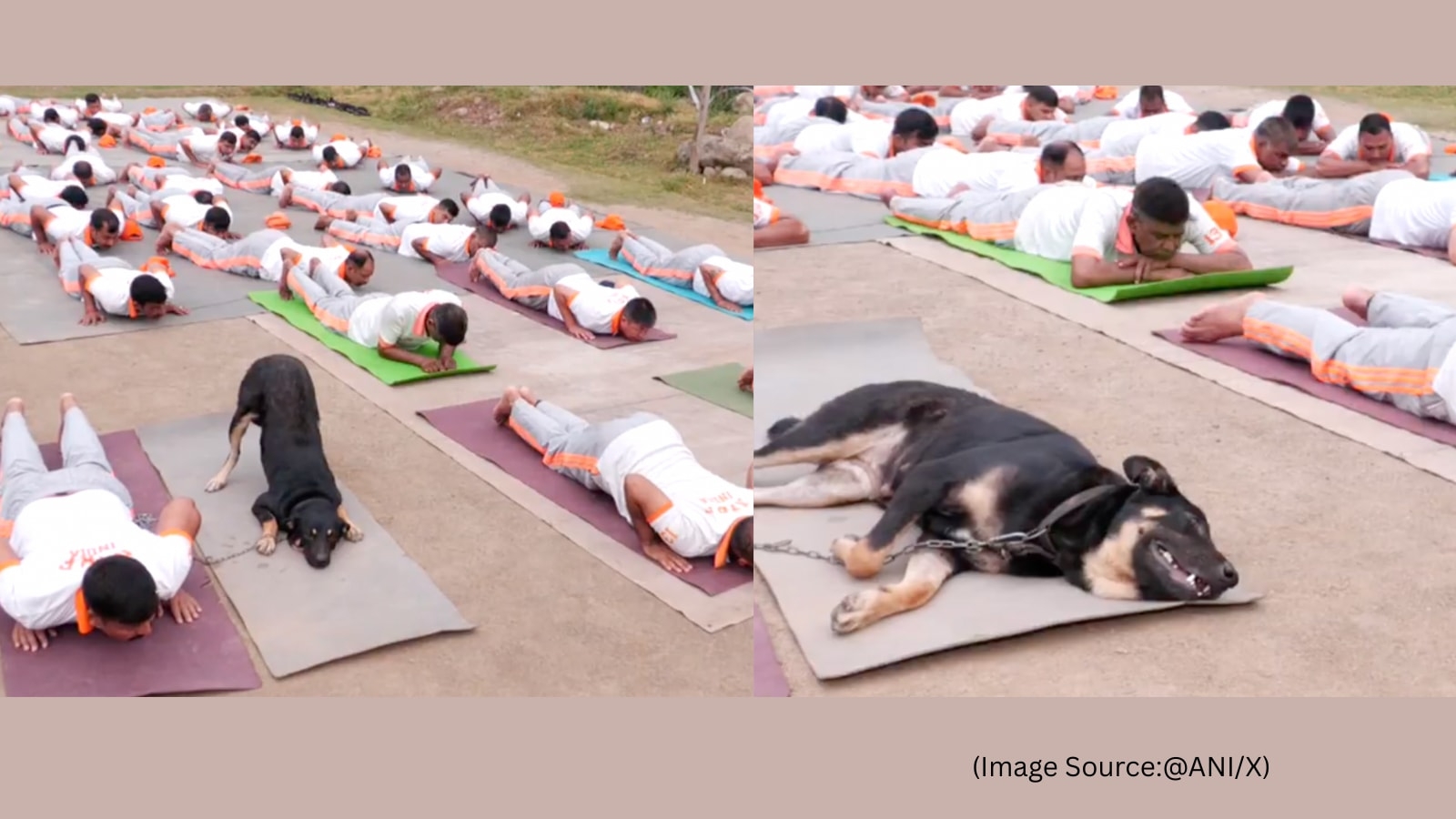 Paw-sitive vibes: NDRF's yoga-doing dog steals the show at Udhampur event, video goes viral