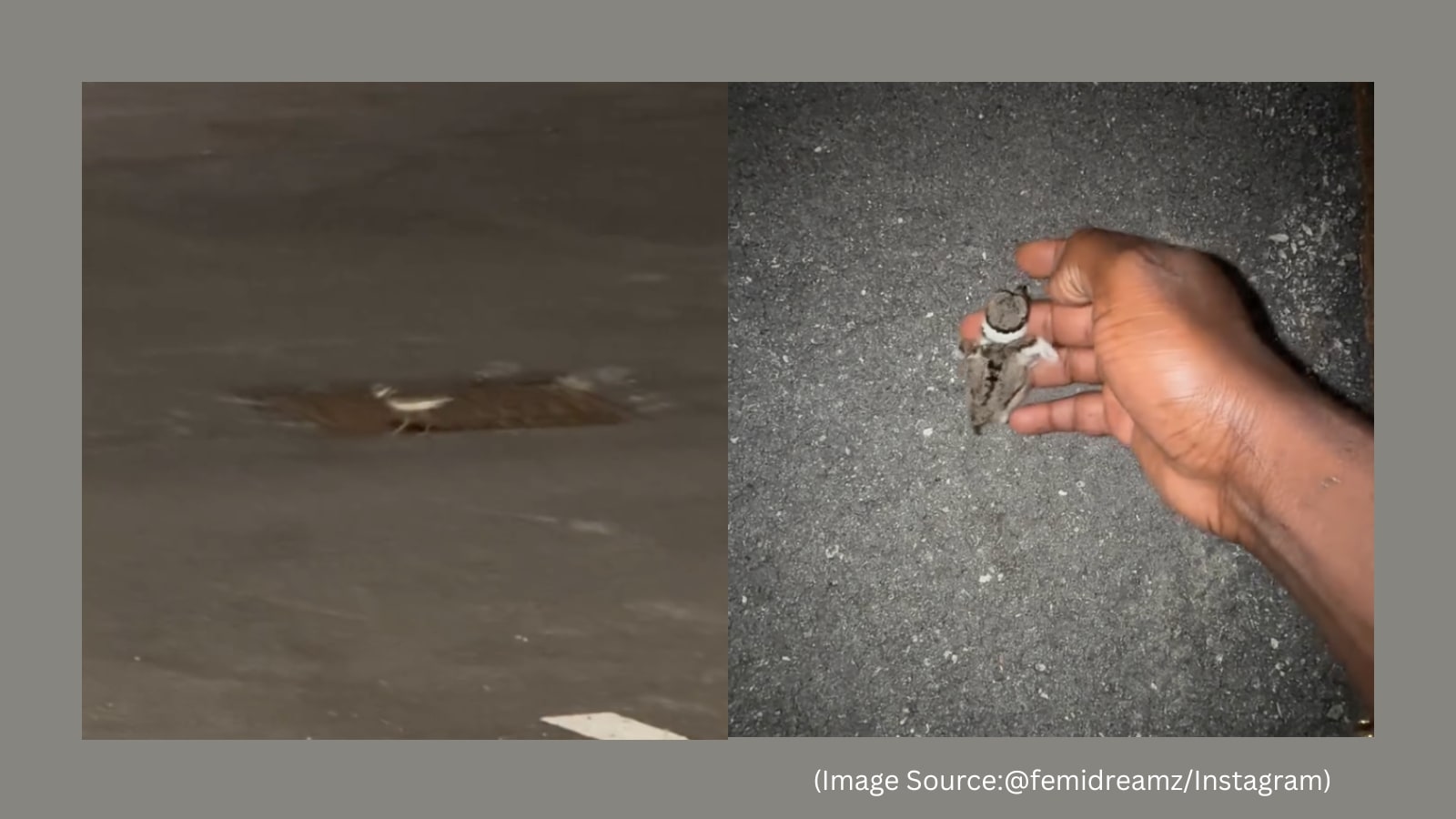 ‘We did something that mattered': a bird rescue story melts hearts online