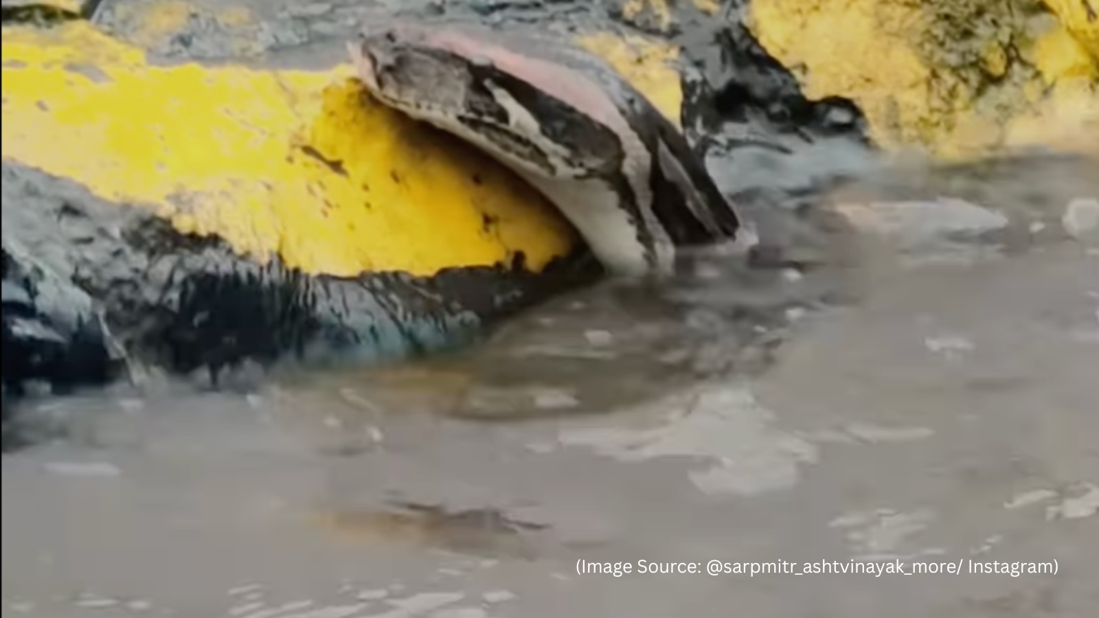Massive python swims through flooded Navi Mumbai streets, viral video sparks alarm. And memes