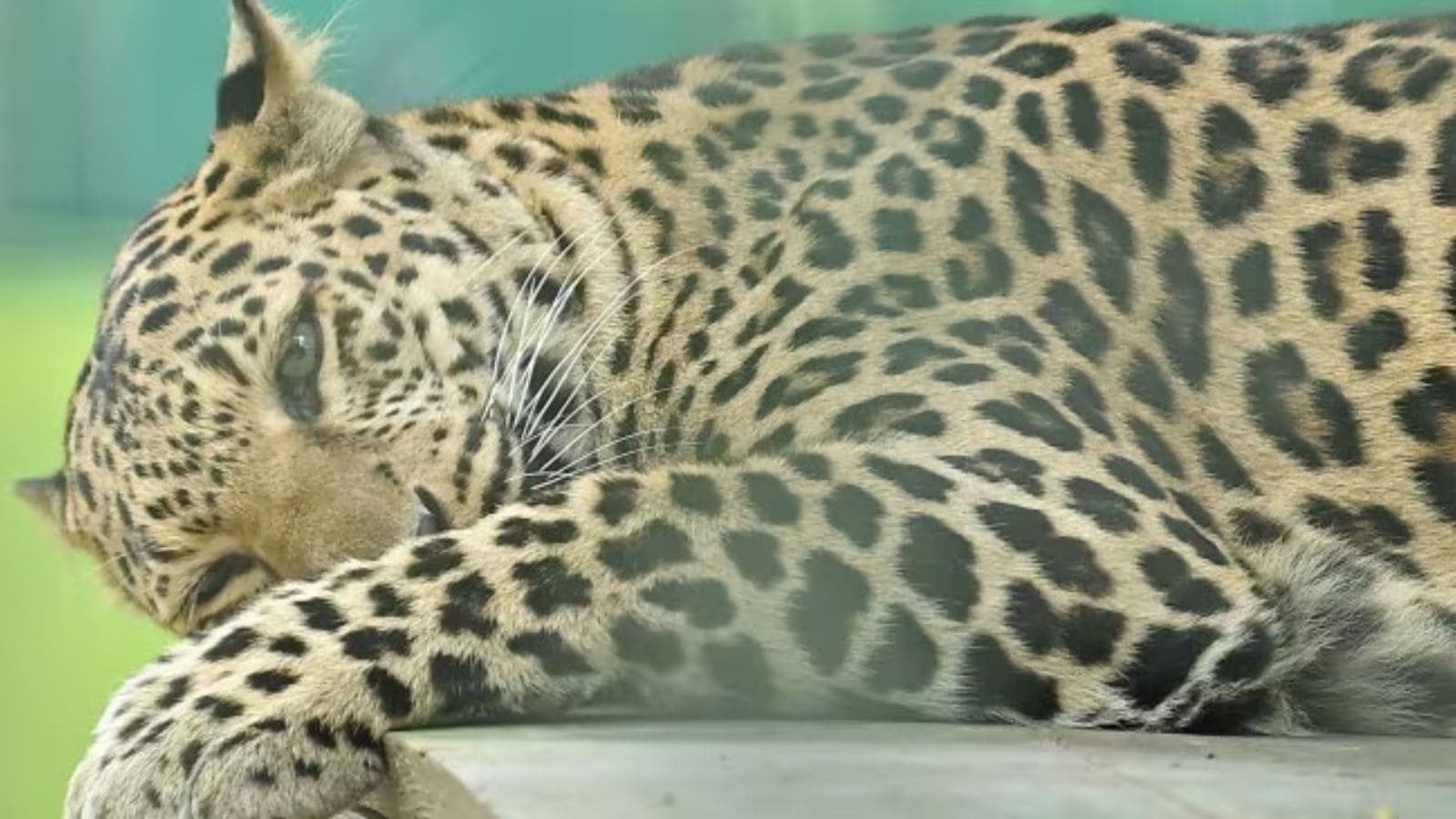 Narmada: A team of 60 rescues leopard 12 days after attacks on woman, child