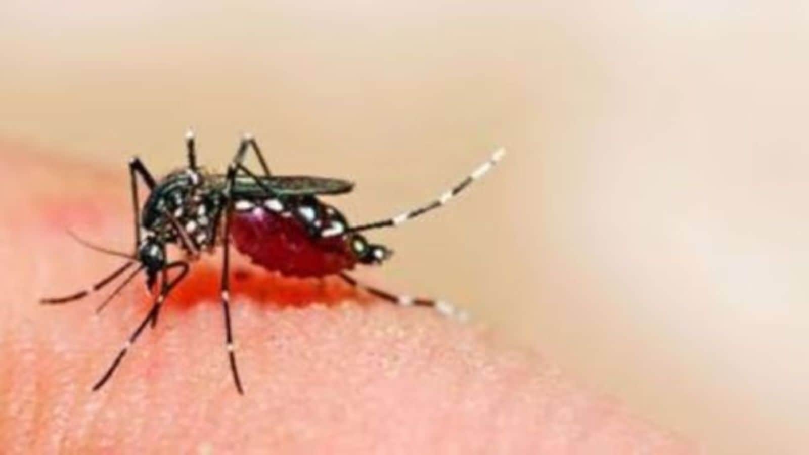 Trapped in terrain: how a range of factors complicate Gadchiroli's fight against malaria