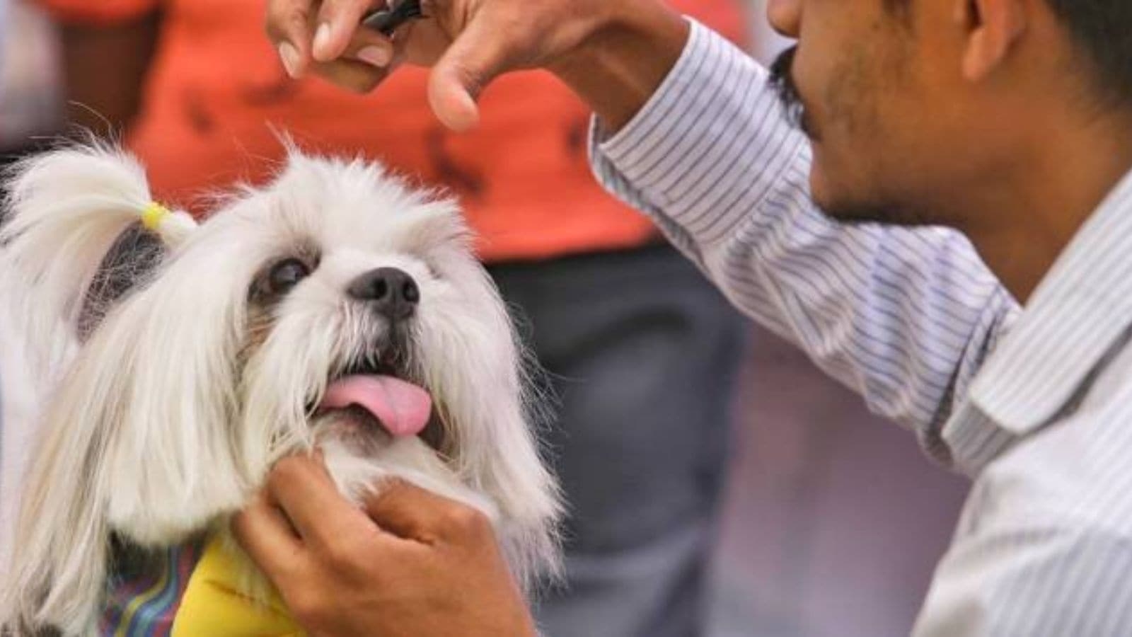 17,336 pet dogs registered in Ahmedabad since Jan 1; 490 Rottweilers