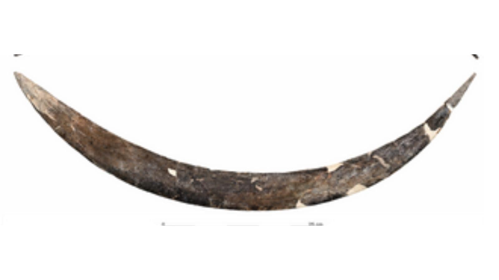 Oldest boomerang ever found doesn't come back — so what was it used for 42,000 years ago?