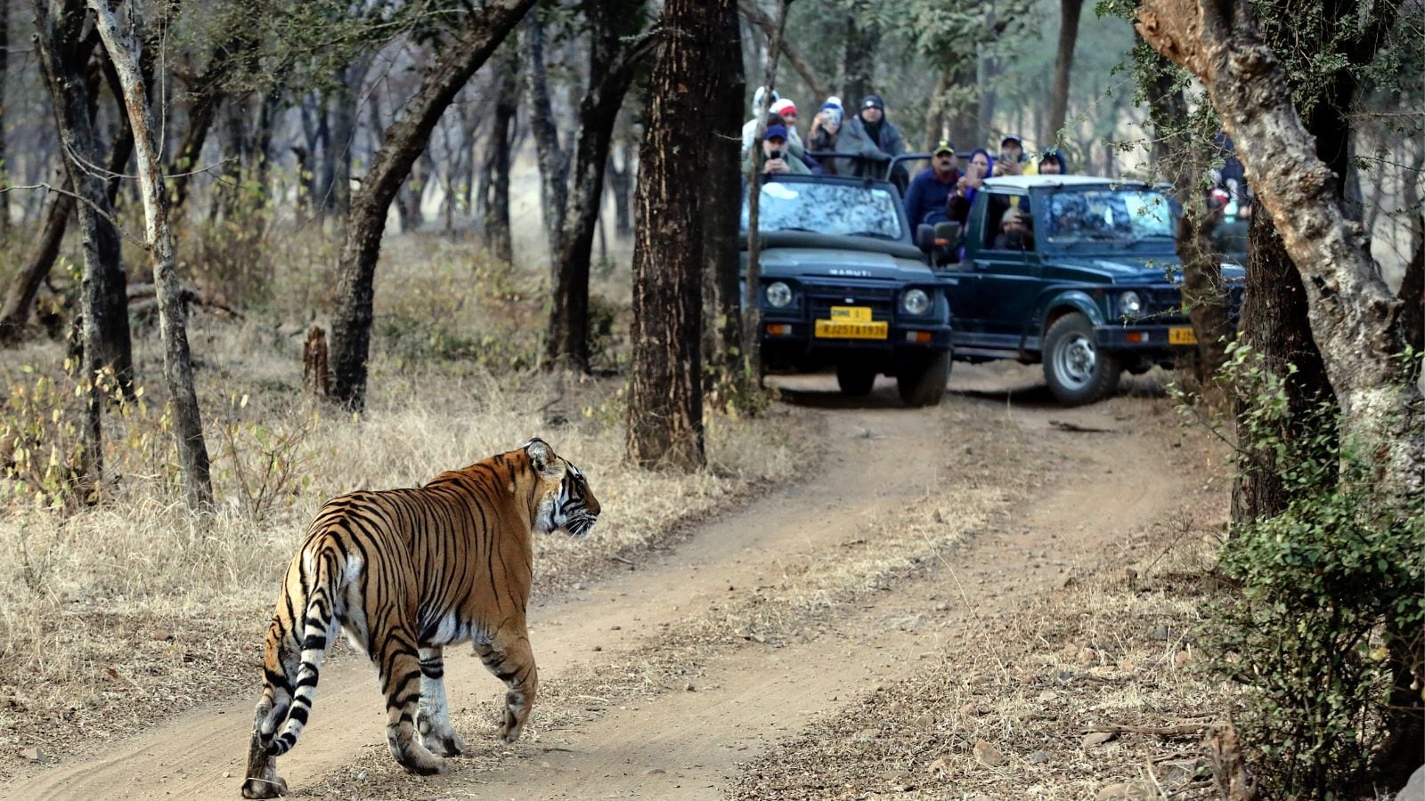 Third tiger death in Ranthambore: No decision yet on panel's advice to shift three ‘raised' tigers