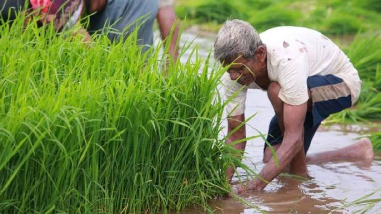 As hedging desk comes up for cotton and maize, soyabean farmers in Maharashtra ask: ‘Why keep us away from futures market?'