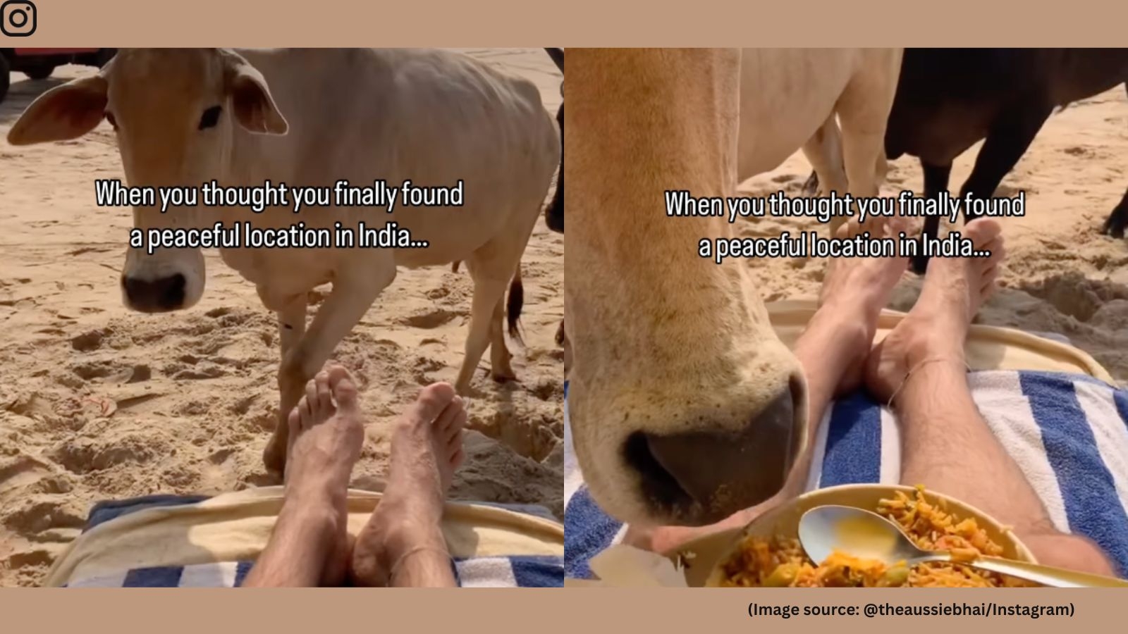 Aussie man's beach snack ambushed by stray cows, netizens react: ‘You should have fed them'