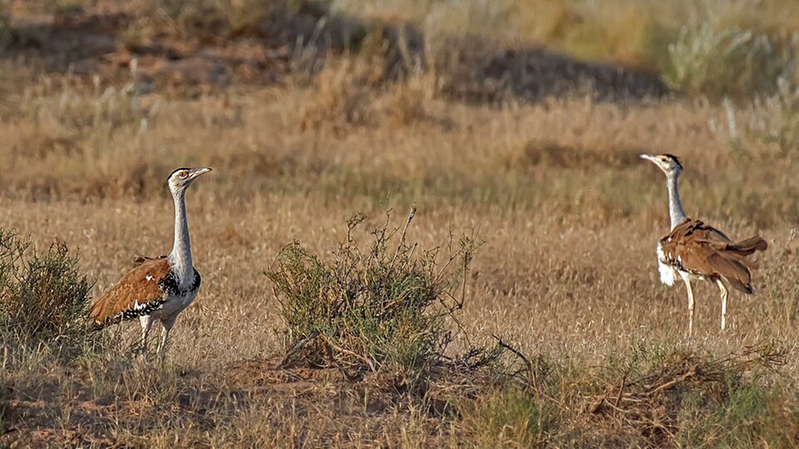 Sindoor, Vyom, Sofiya – newly-hatched Great Indian Bustard chicks in Jaisalmer get names that ring a bell