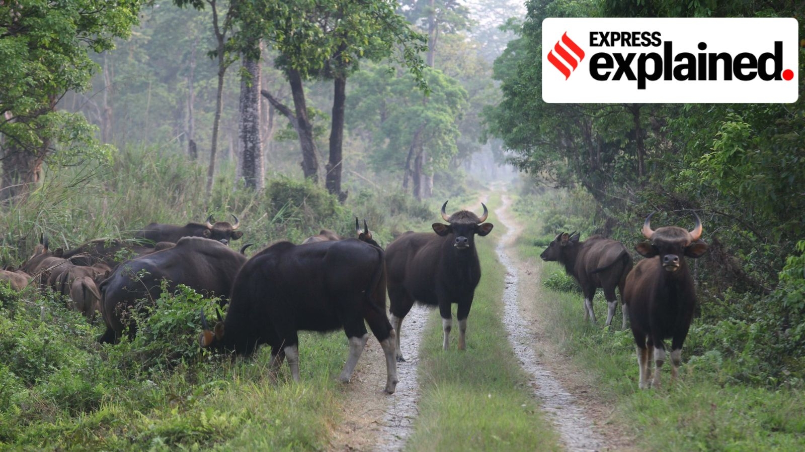 Explained: State of India's tiger prey, why challenges to their habitat need to be addressed