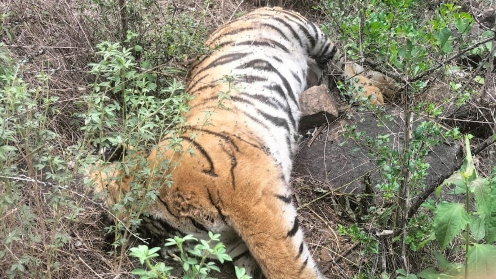 Tiger carcasses lay just 100 metres from road, forest staff didn't find them for two days