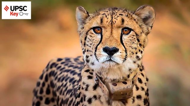 UPSC Key: Axiom-4 mission, Project Cheetah, and Tardigrades
