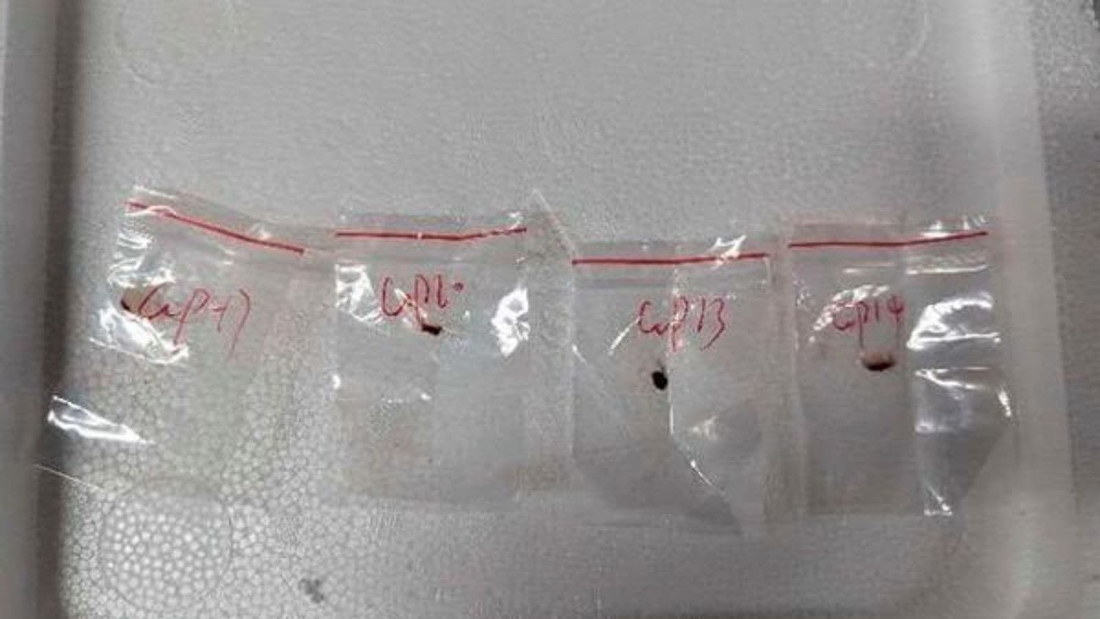 US charges Chinese nationals for smuggling toxic fungus: How does it impact your body?