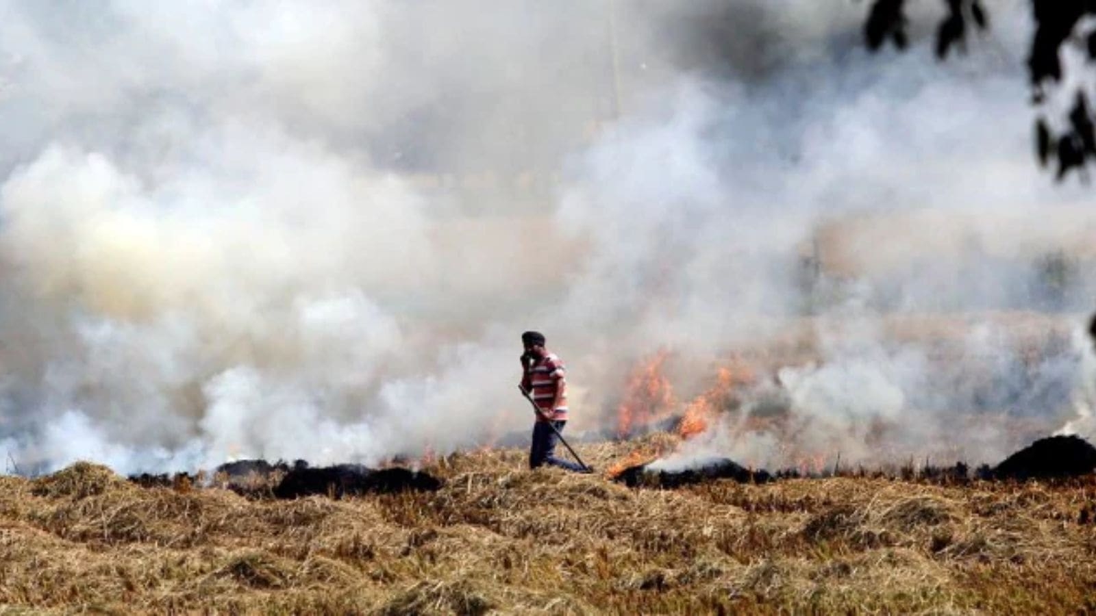 Paddy straw-based fuel use mandatory in brick kilns of Punjab, Haryana from Nov 1