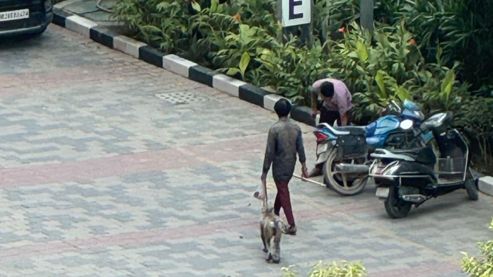 ‘Abuse of a protected wild species': Gurgaon activist flags use of langurs by RWAs, businesses to drive away monkeys
