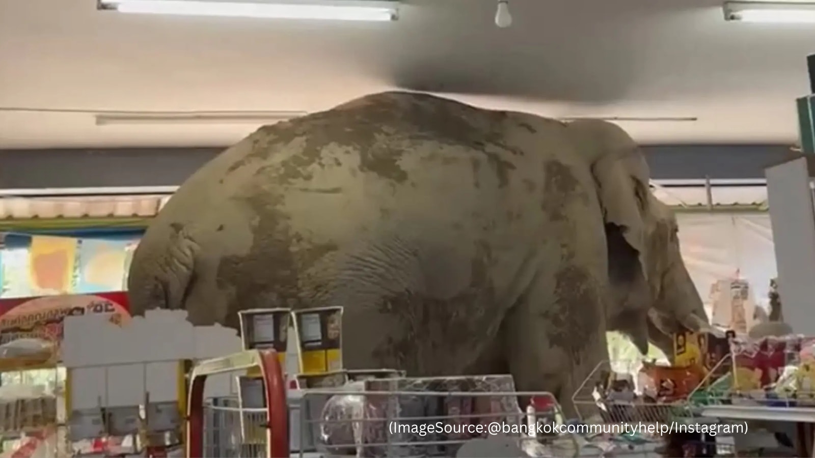 ‘Just another day in Thailand': Elephant enters store, leaves with rice crackers