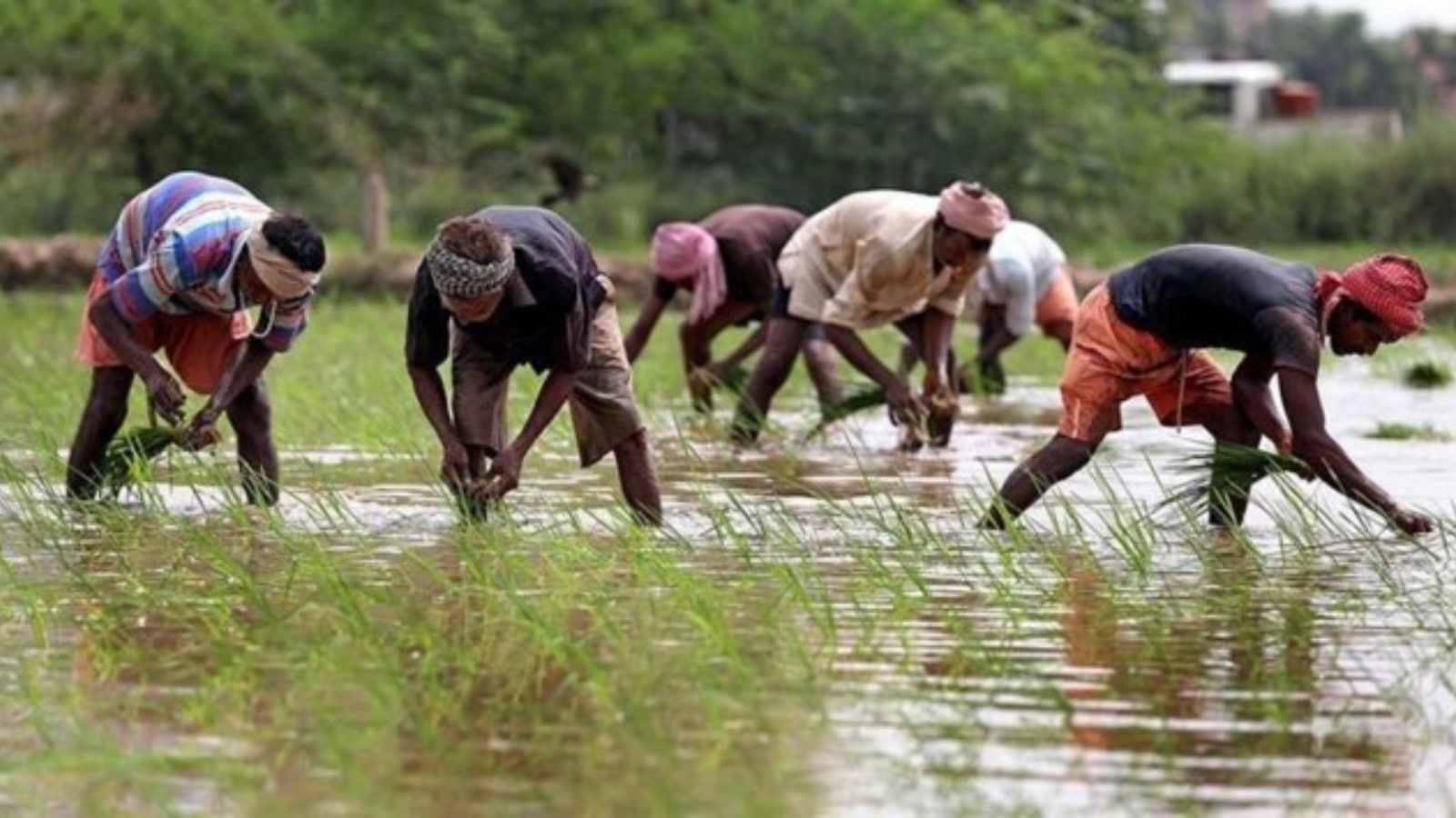 Maharashtra cabinet clears AI policy for agriculture