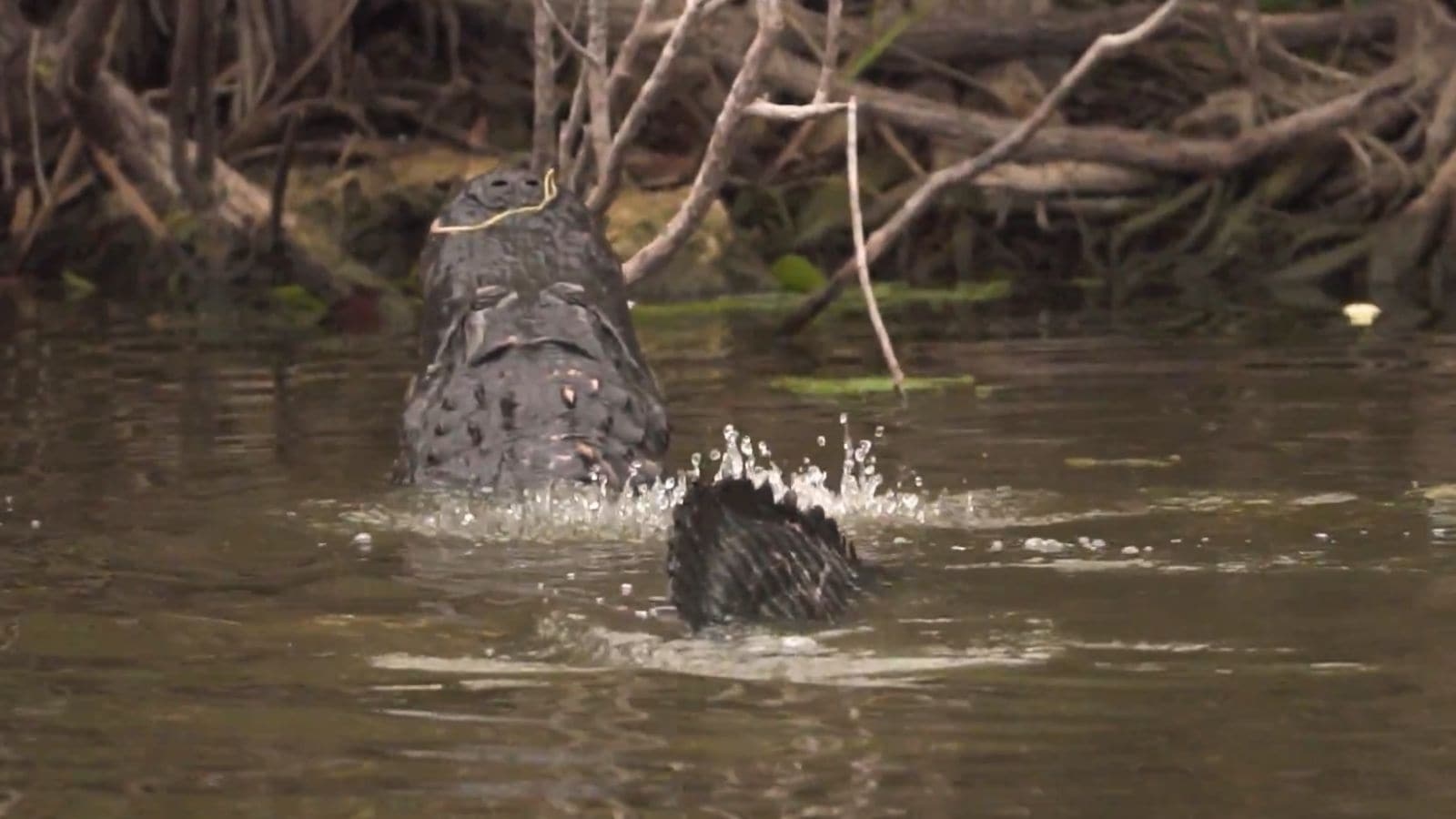 Inside ‘Alligator Alcatraz', US migrant detention centre surrounded by deadly animals