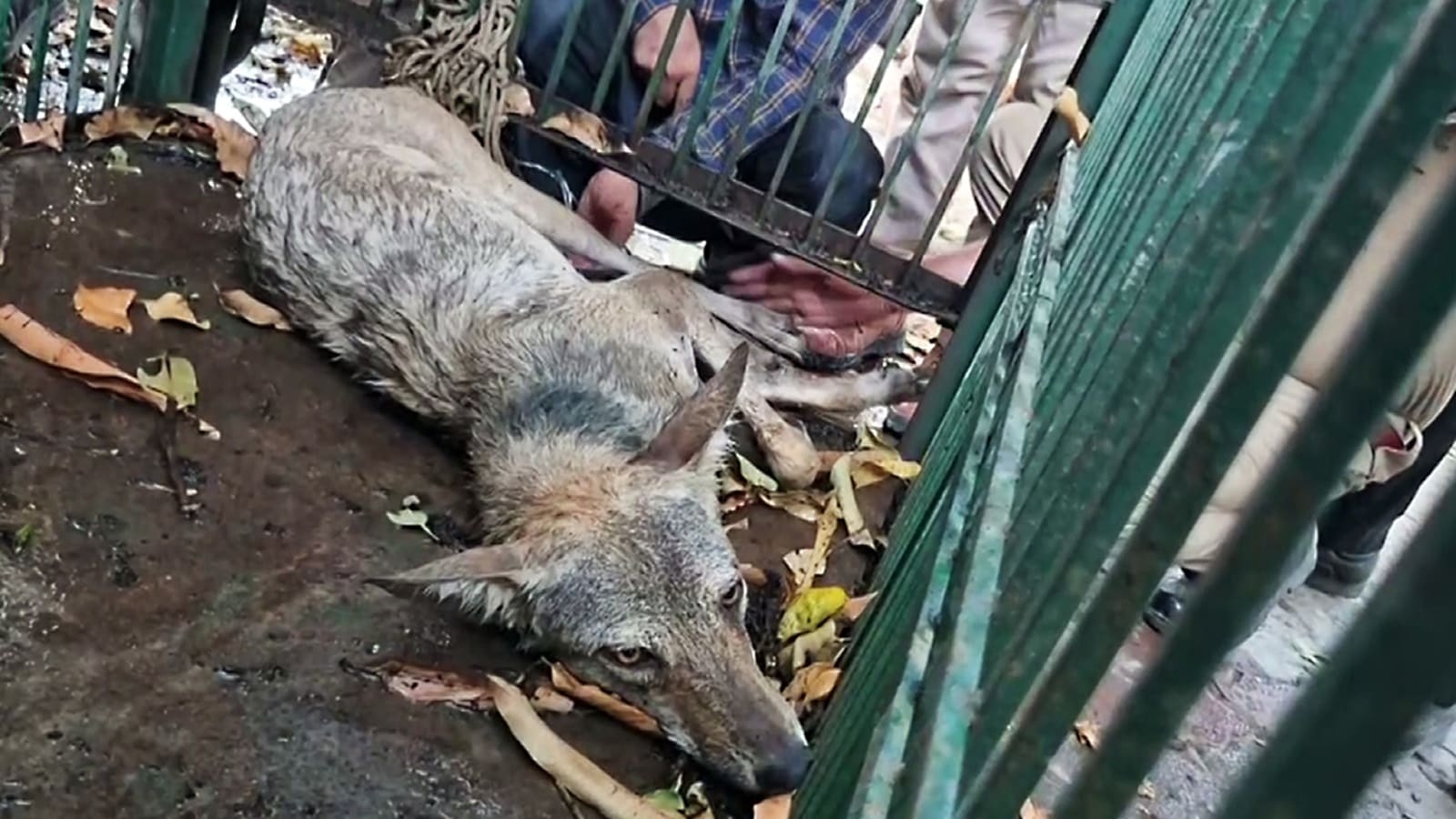 Days after 2-year-old boy mauled to death, wolf caught in UP's Bahraich