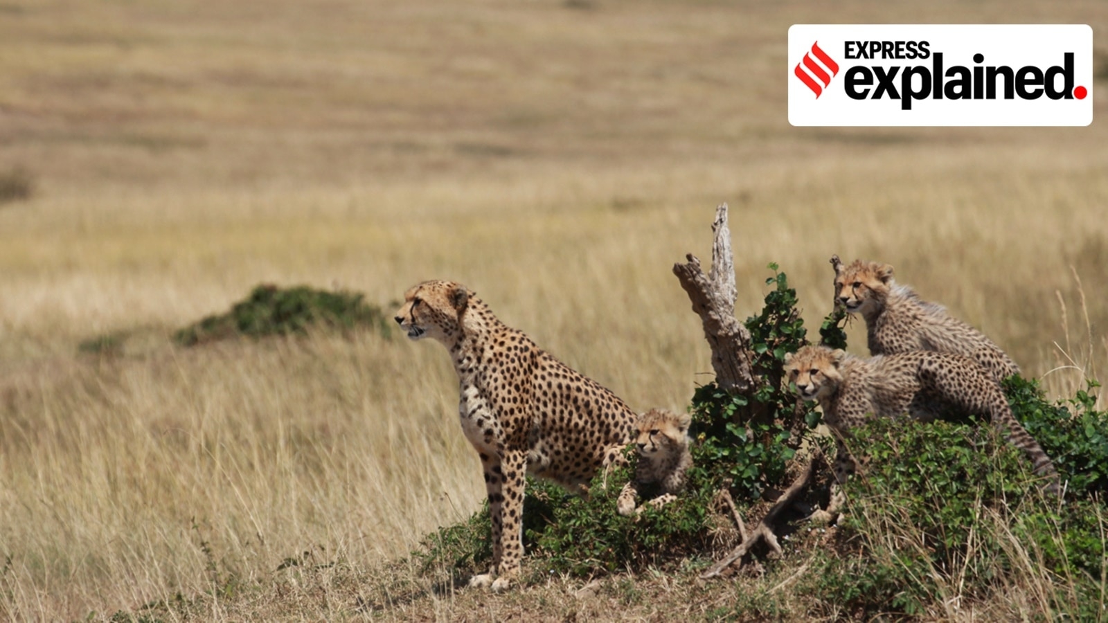 What is the International Big Cat Alliance, launched by India?