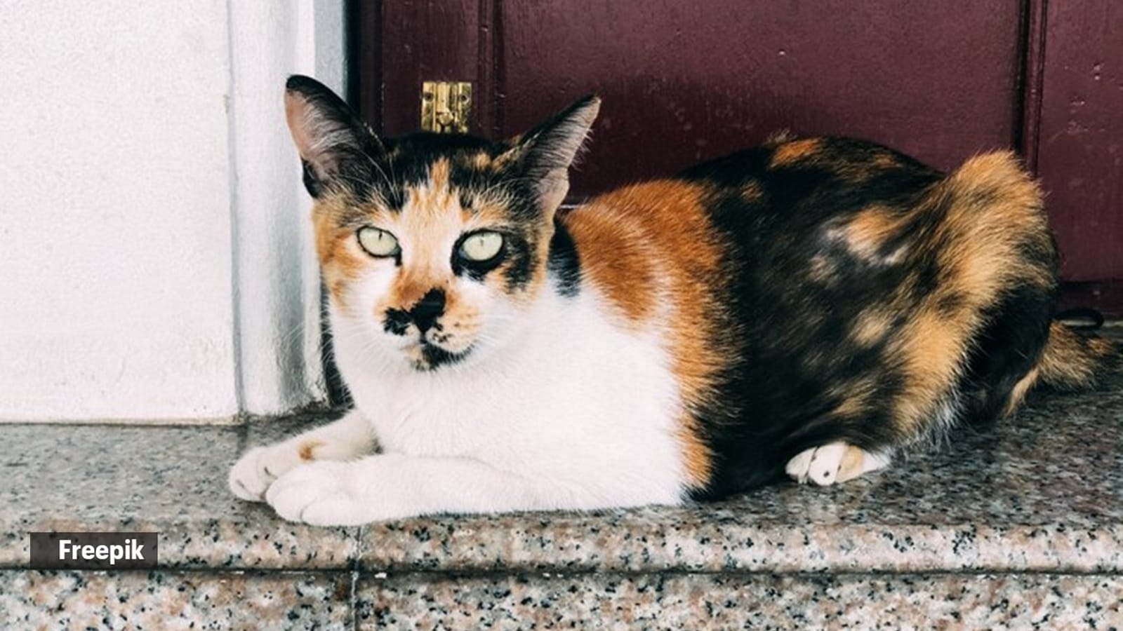 Discover top 10 rarest cat breeds (caution: you may not want some of them sitting on your couch)