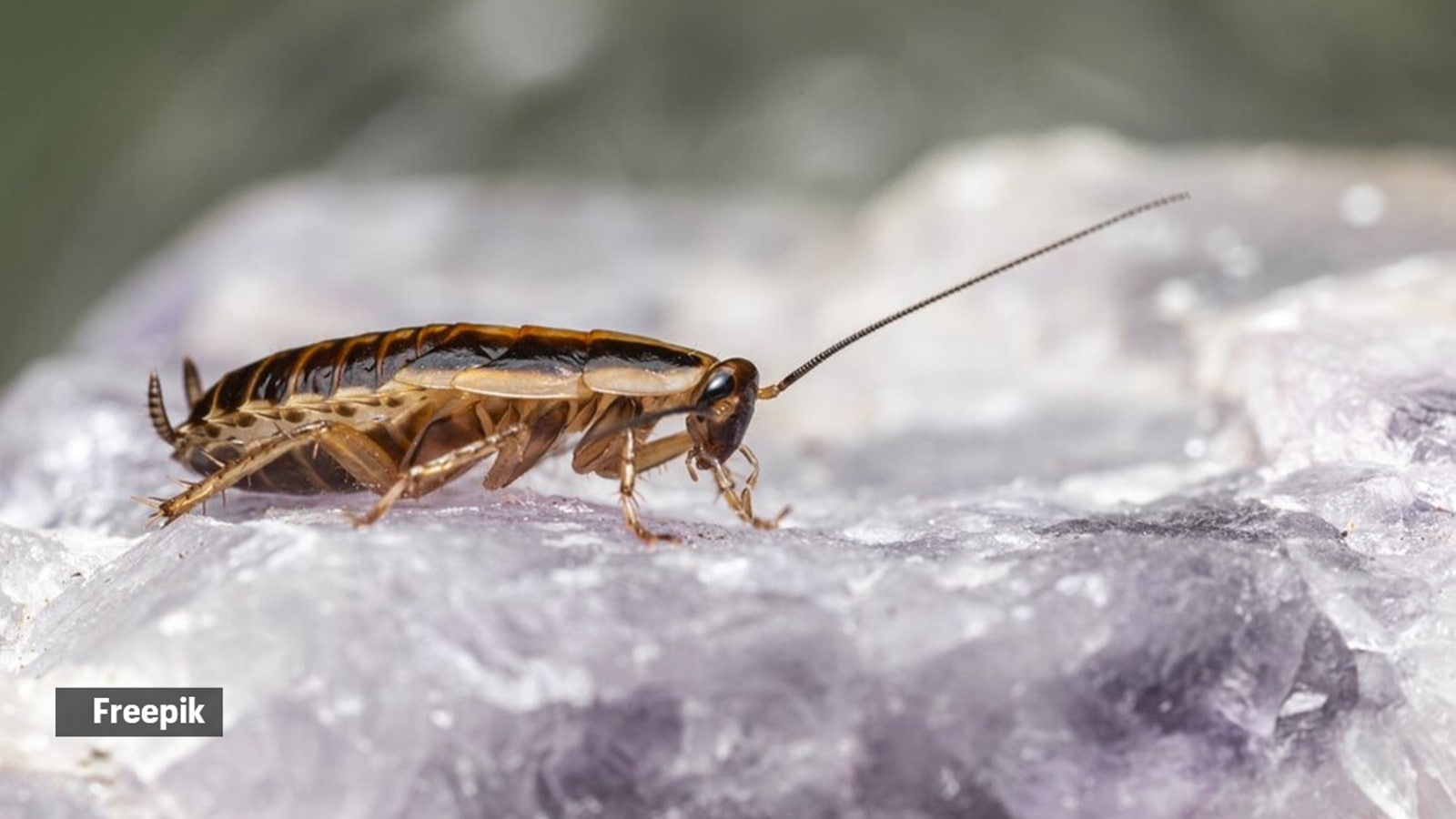 Six disgusting facts about cockroaches