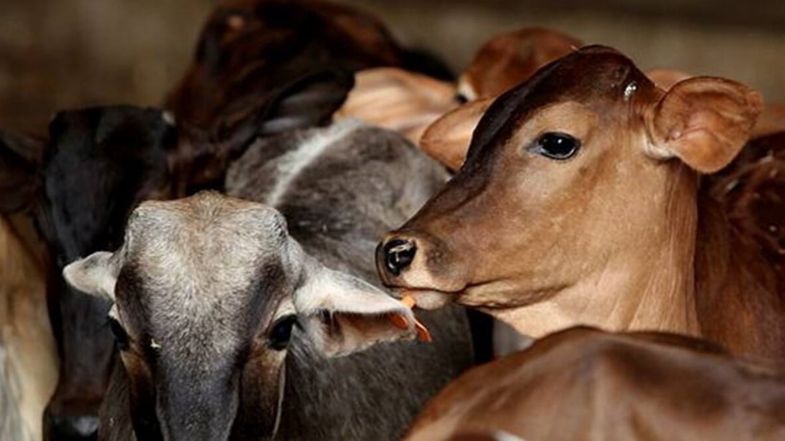 Man ‘killed' while transporting cattle in MP, police probe family claims of cow vigilante link
