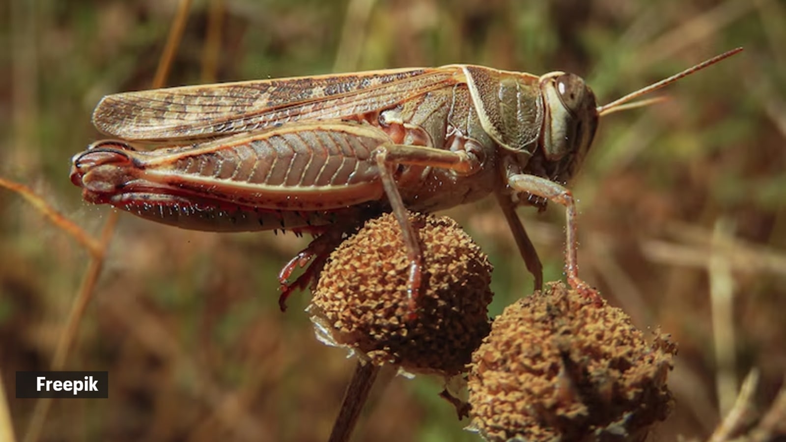 22 chirps = 17°C?: How crickets became nature's living thermometers