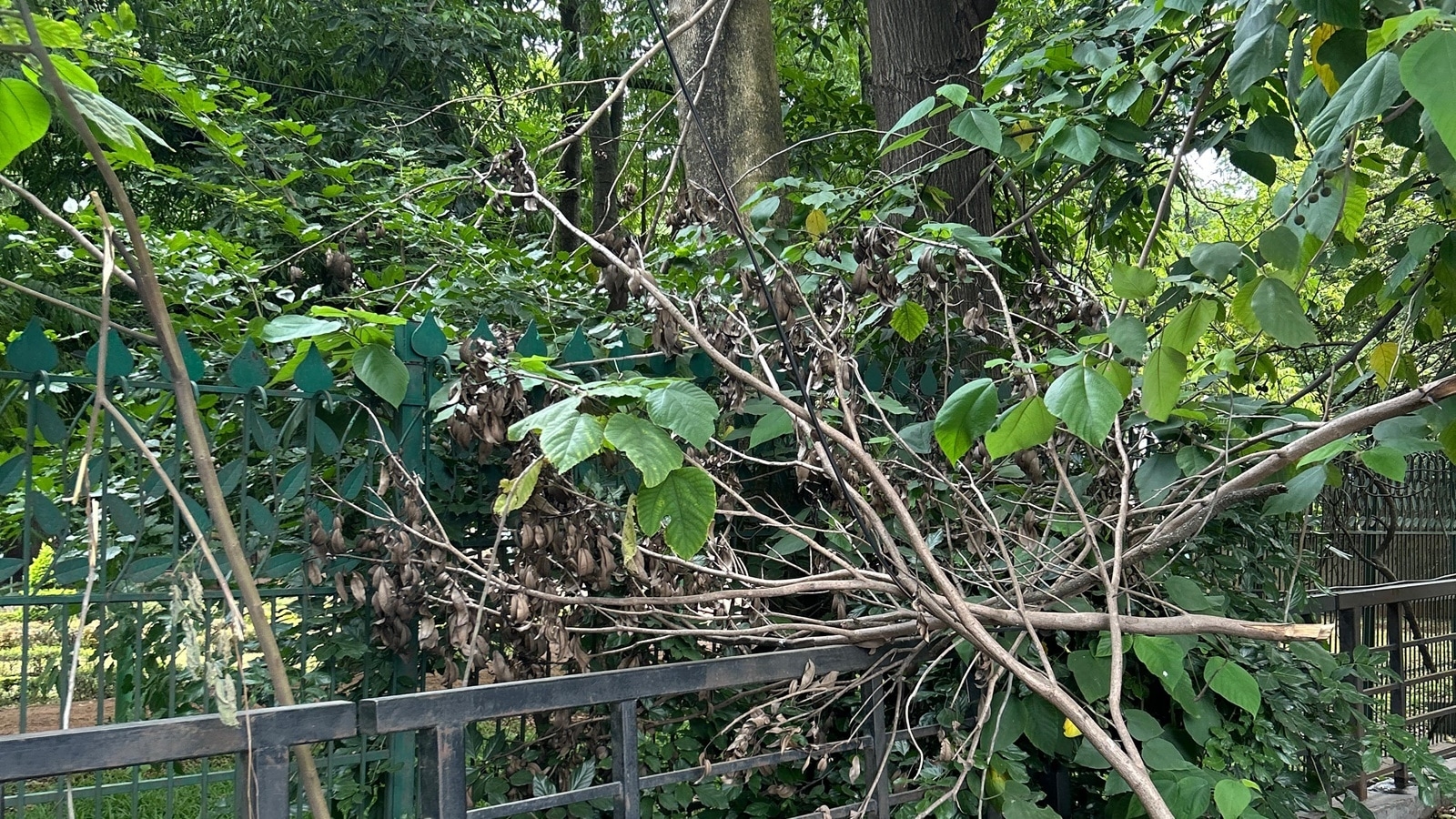 Bengaluru stampede: Cubbon Park in shambles, walkers' association files complaint
