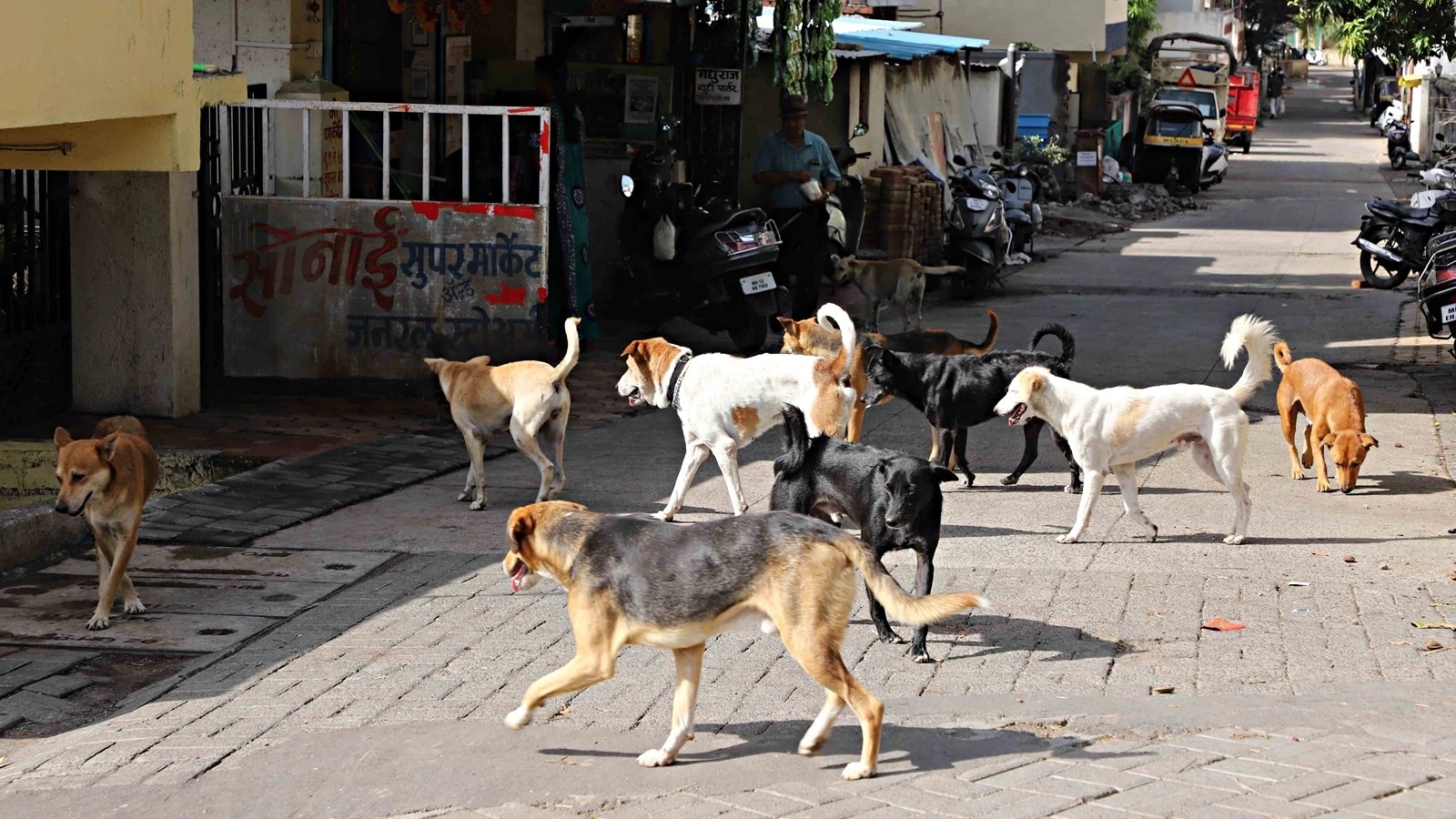 Over 100 dog bite cases a day in Chandigarh, but only 73 victims compensated in a year