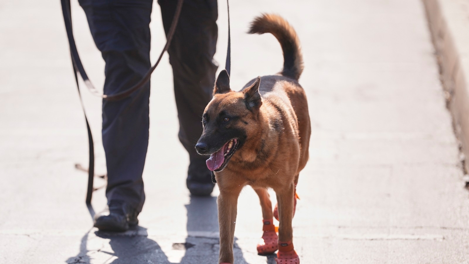 By 2027, dog meat trade will be history in South Korea. Half a million dogs face abandonment