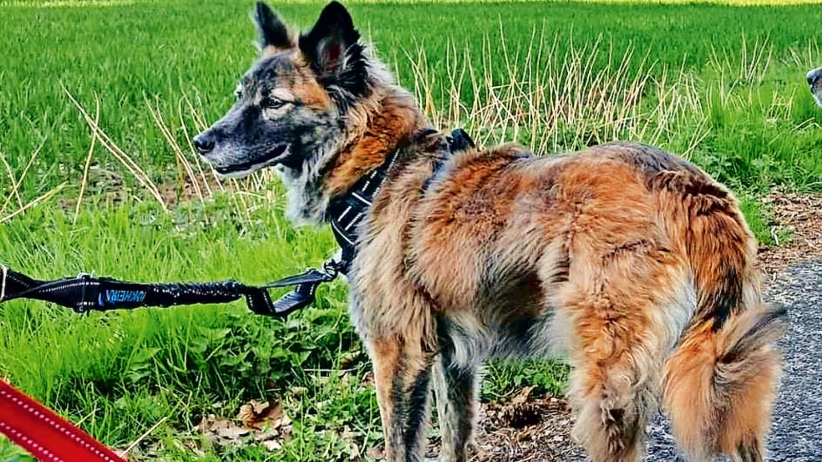 Owners now will be held responsible for their dogs' poop too