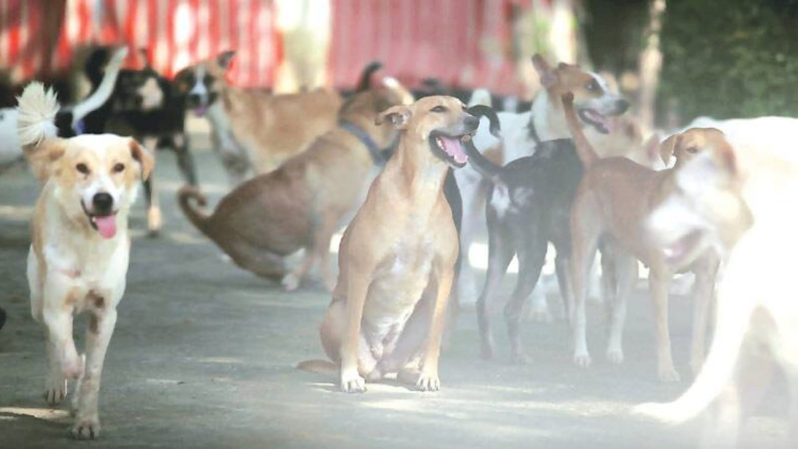 New joint shed for dogs, cattle to come up in Surat; sterilisation not being carried out properly: SMC Opposition leader