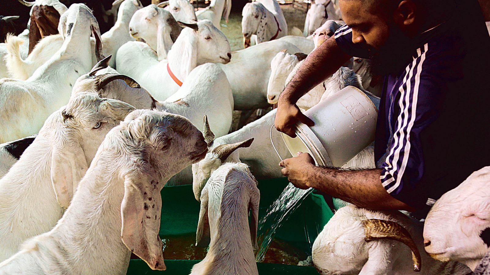 Eid on June 7, Maharashtra livestock panel calls for halt on animal markets