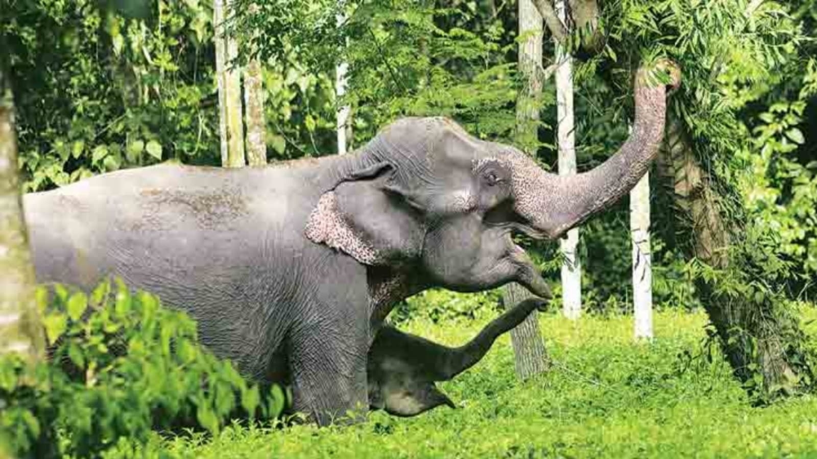 Priority to elephant's welfare over religious activities
