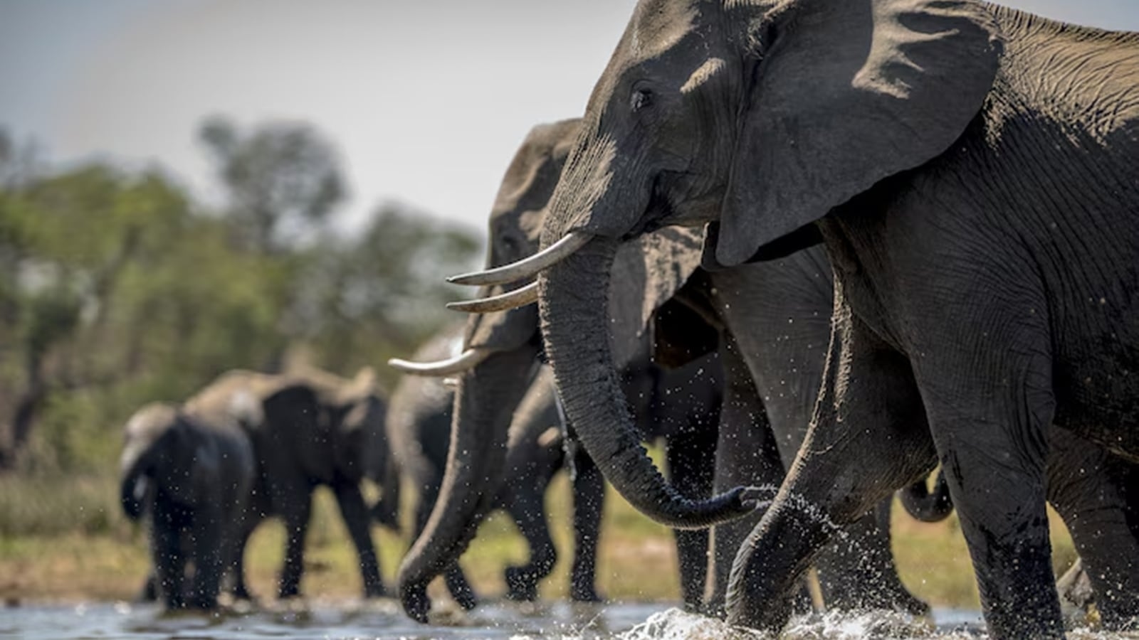 These animals can sense natural disasters before humans