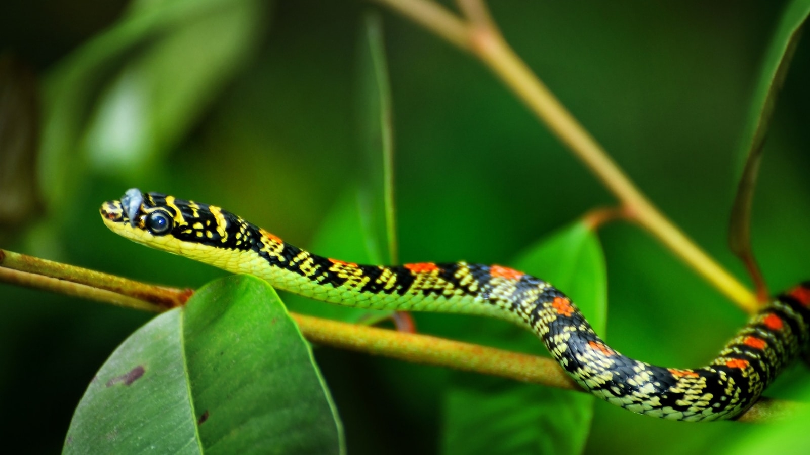 Know about the snakes that can ‘fly'