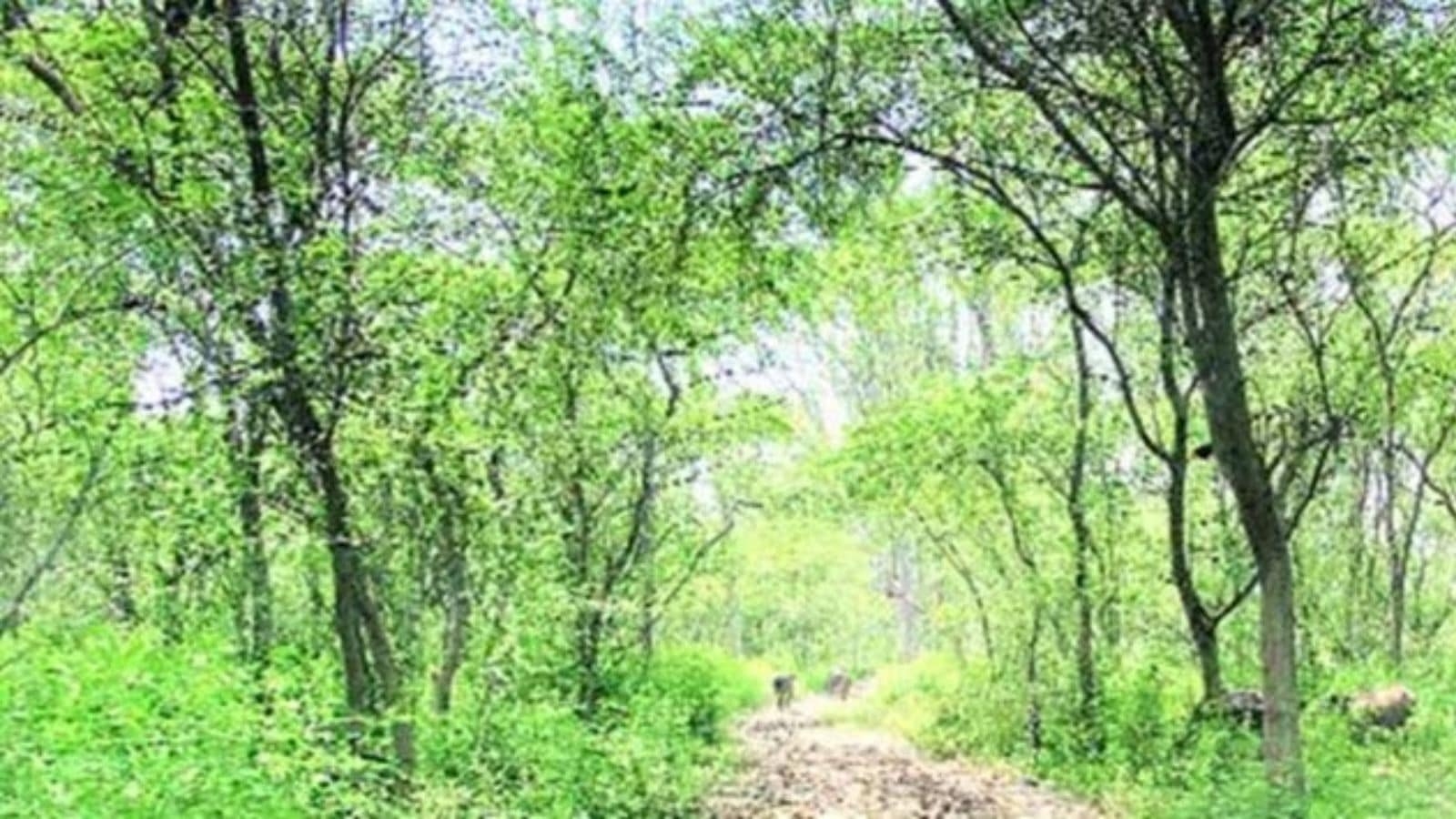 How an Indore man transformed barren land into a thriving forest