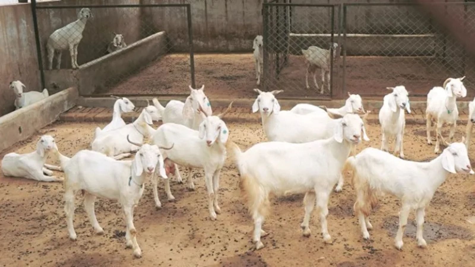This Muslim country has banned animal sacrifice on Eid al-Adha —  know the ‘royal' reason