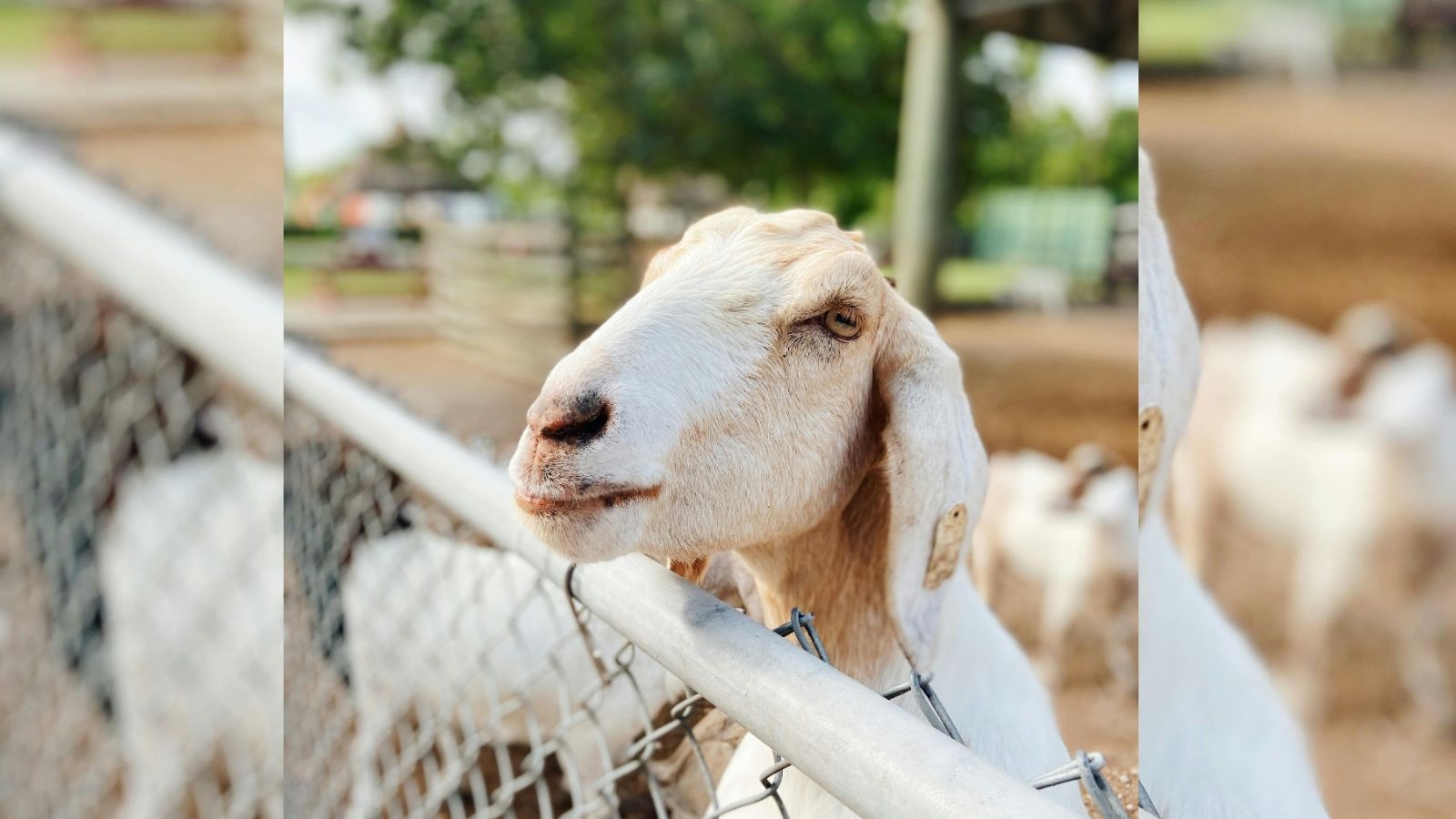 Eid al-Adha: BMC gears up as over 1.5 lakh animals arrive at Deonar abbatoir