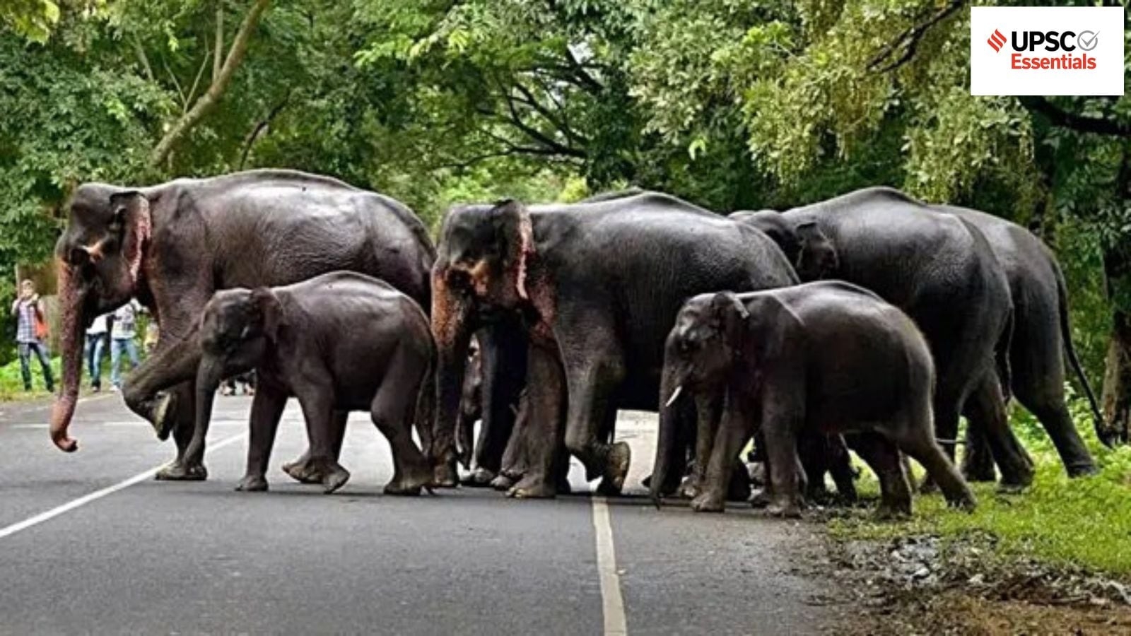 Daily subject-wise quiz : Environment and Geography MCQs on human-wildlife conflict, International Big Cat Alliance and more (Week 115)