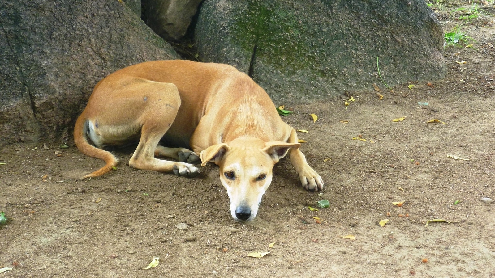 Indie dogs have been around since…