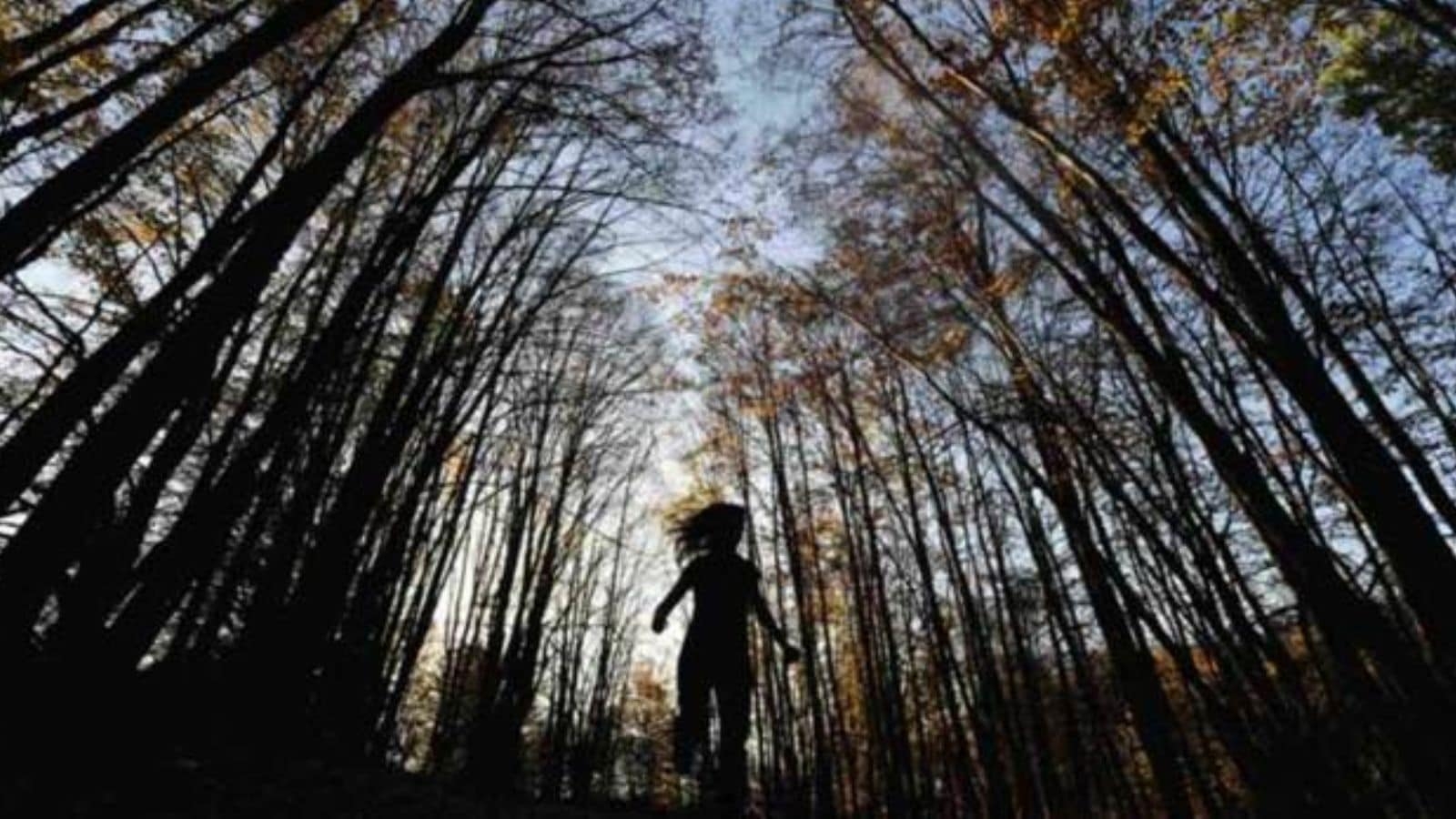 What is forest bathing? Why this Japanese routine can twin with yoga