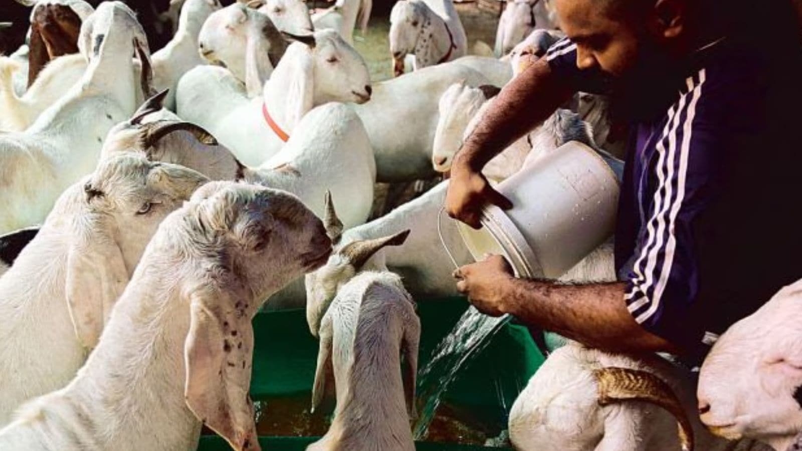 Maharashtra Govt to modify livestock panel's order for halt on animal markets: Opposition