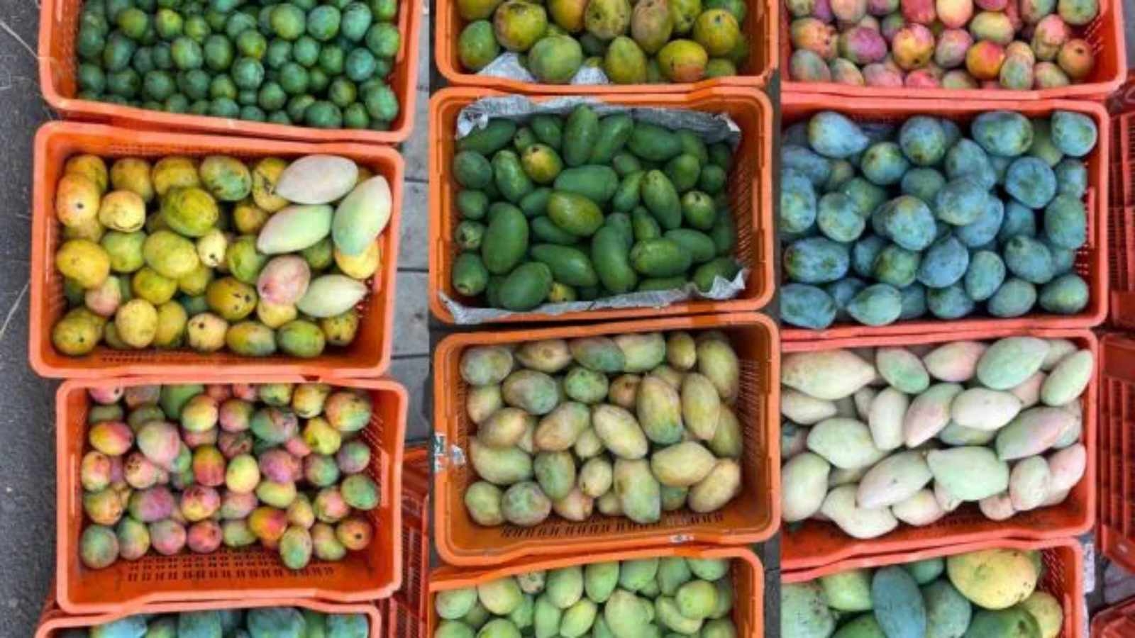 Centre, Karnataka govt to share price gap relief for mango farmers