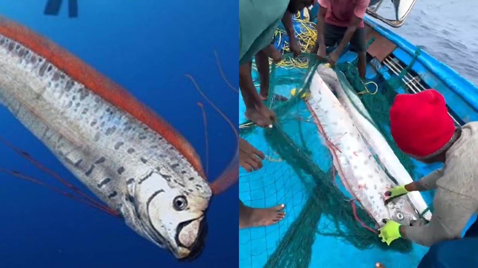 Rare oarfish aka ‘doomsday fish' caught in Tamil Nadu sparks rumours about an impending calamity; should you be worried?