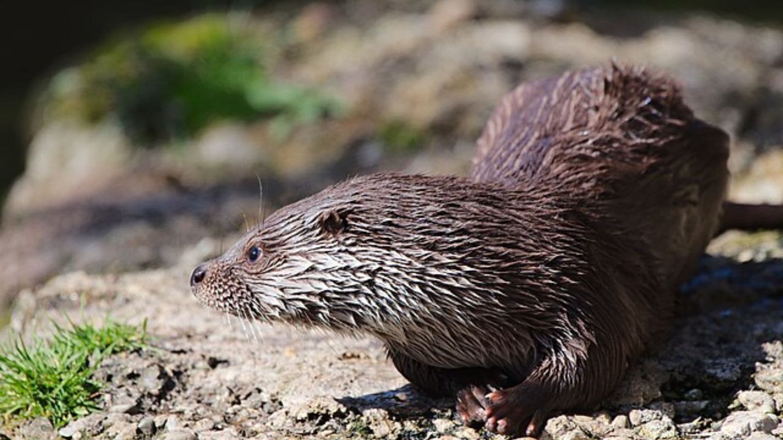 Thought to be extinct, a rare sighting in Kashmir revives hopes of the Eurasian otter's comeback