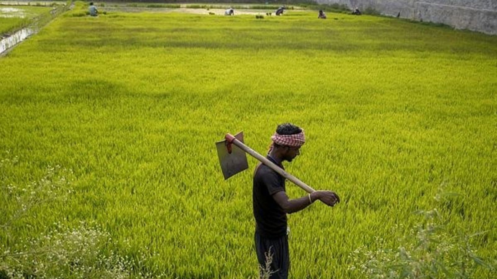 Despite state govt's push to diversification, paddy sowing area continues to expand