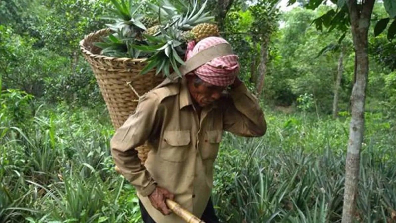 Tripura announces Rs 132 crore project to boost production of ‘state fruit' Queen Pineapple