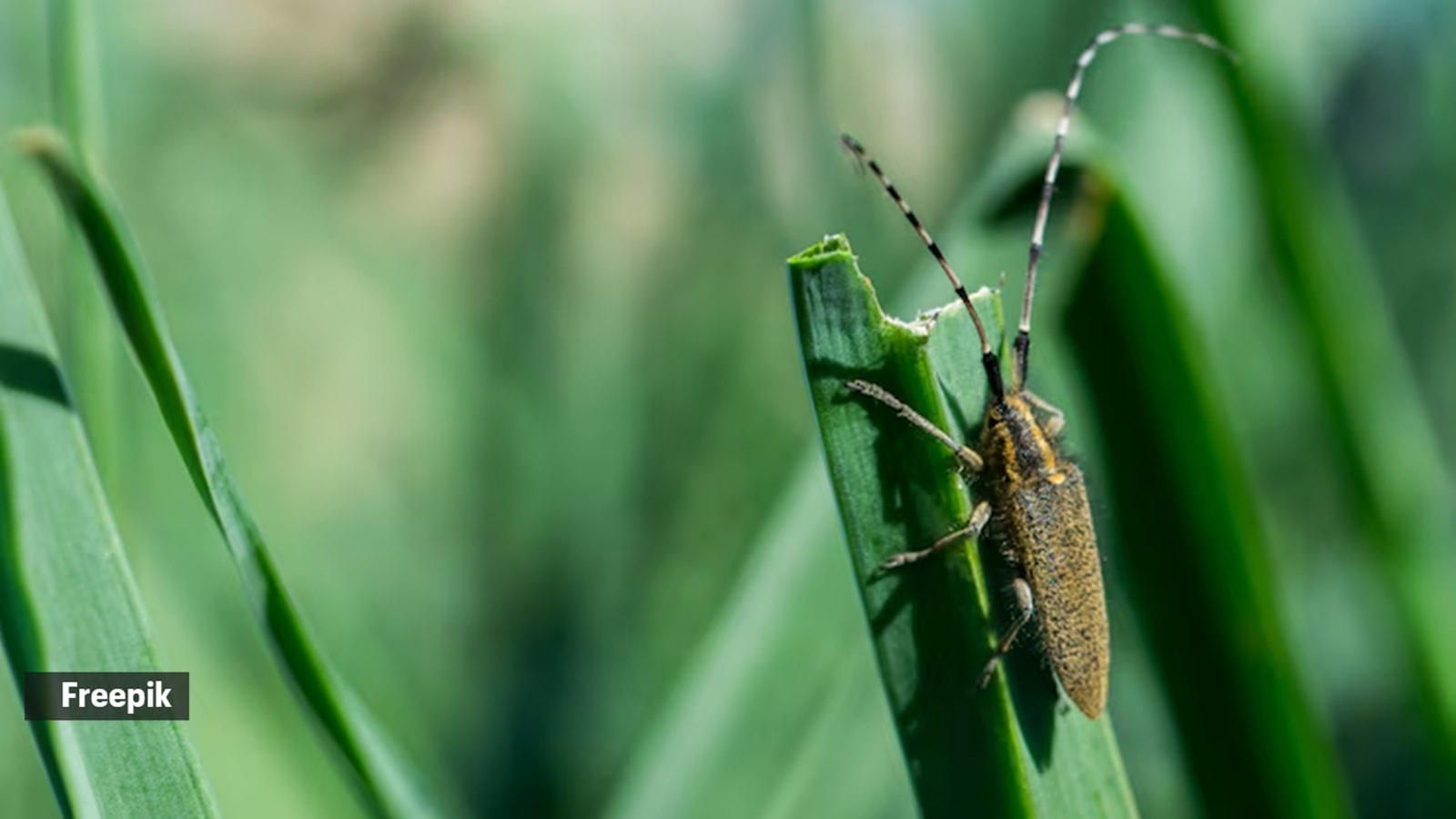 Pest control expert shares how to get rid of wasps and bugs hovering over your plants