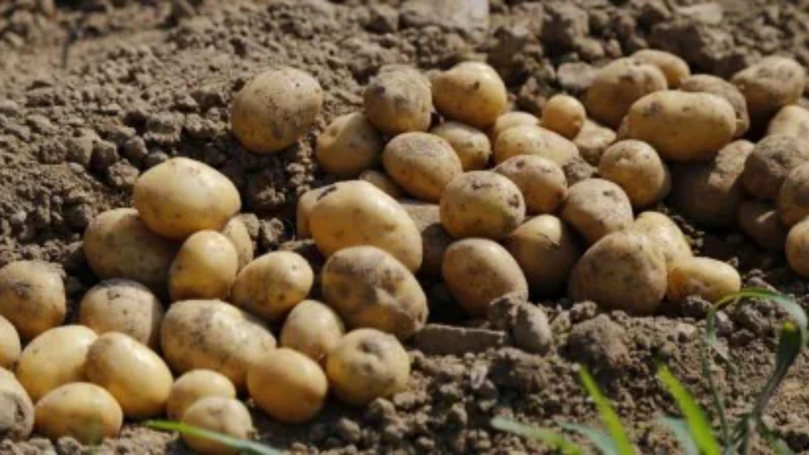 Cabinet approves establishment of International Potato Center's South Asia regional centre at Agra