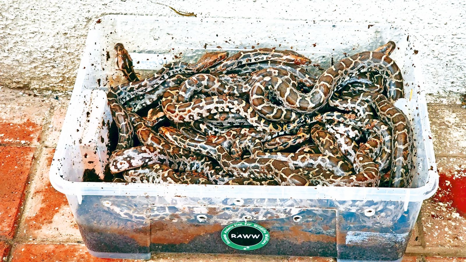 Month after python & 22 eggs were rescued from drain, 22 hatchlings come to life in Mumbai